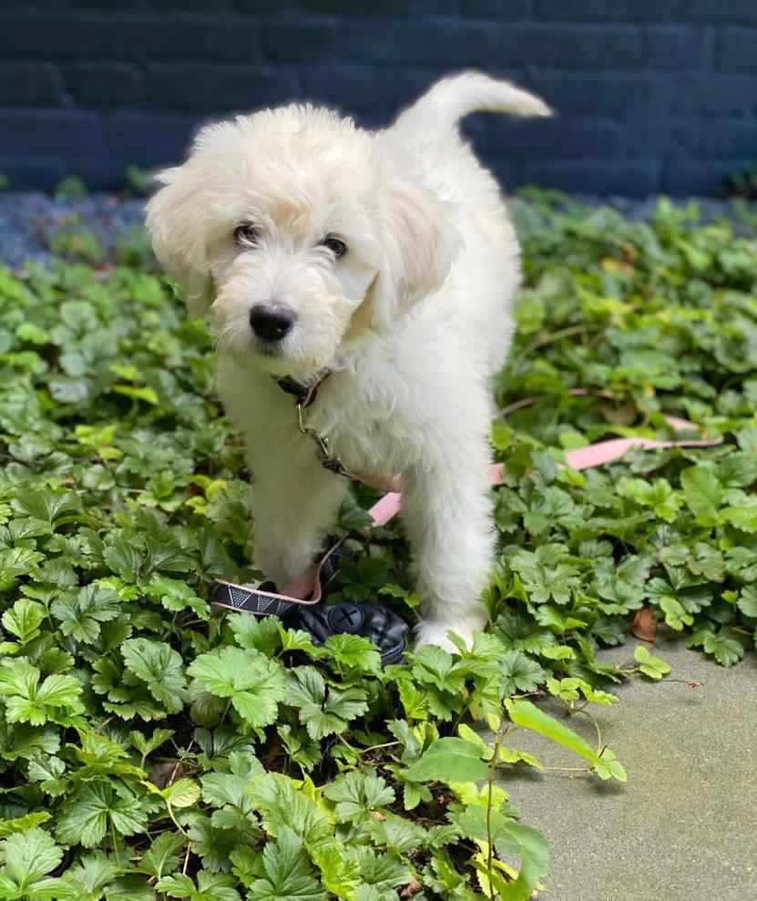 Goldendoodle Available Puppies